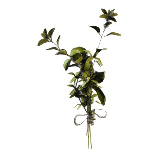 File:Great Mullein.png