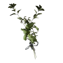 Great Mullein