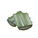 Agave