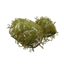 Moss
